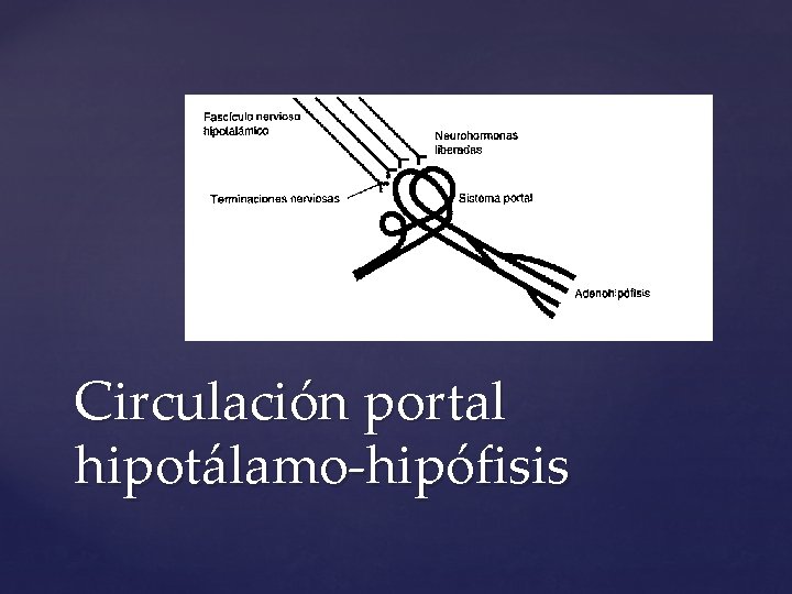 Circulación portal hipotálamo-hipófisis 