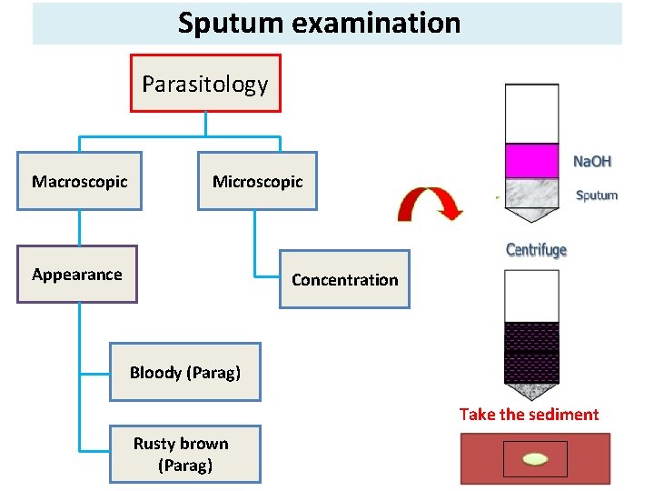 Sputum examination Parasitology Macroscopic Microscopic Appearance Concentration Bloody (Parag) Take the sediment Rusty brown