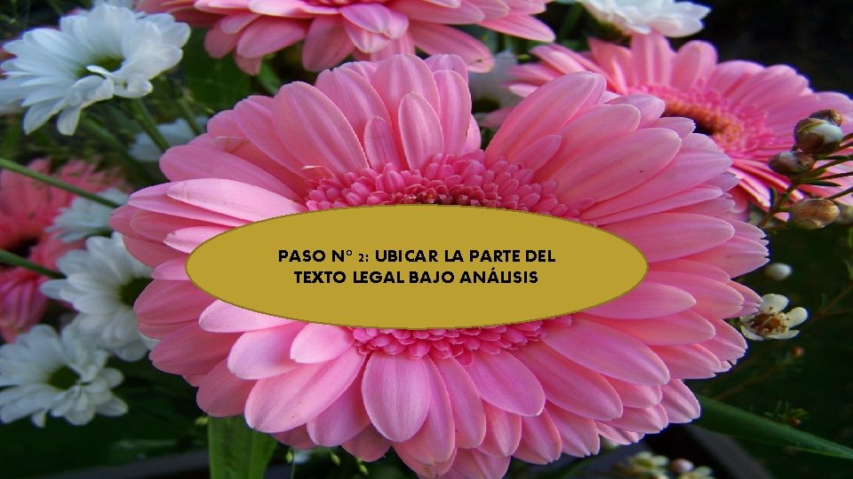 PASO N° 2: UBICAR LA PARTE DEL TEXTO LEGAL BAJO ANÁLISIS 