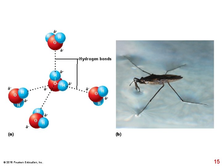 H δ+ H O δ− Hydrogen bonds δ+ δ+ δ− δ− H O H