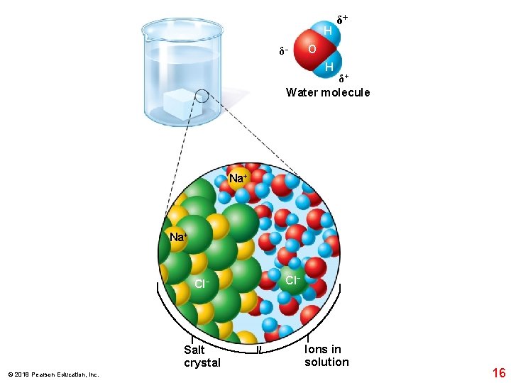 H δ− δ+ O H δ+ Water molecule Na+ Cl− Salt crystal © 2018