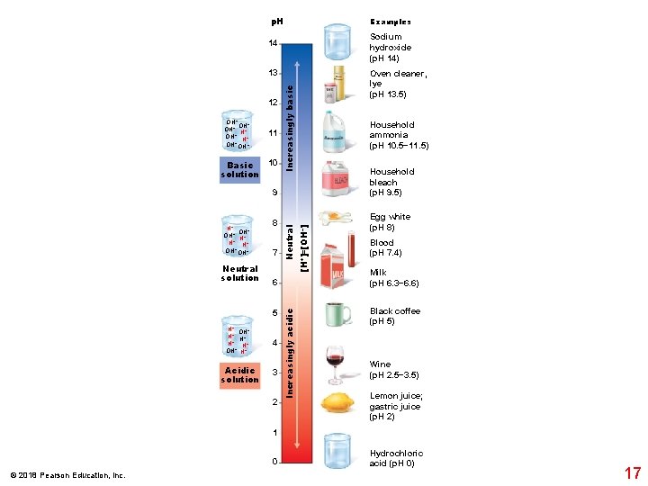 p. H Examples Sodium hydroxide (p. H 14) 14 13 OH− OH− H+ OH−