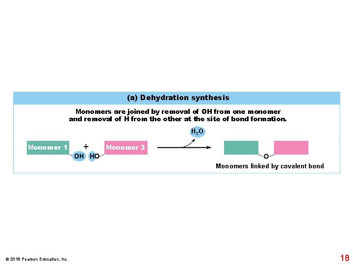 (a) Dehydration synthesis Monomers are joined by removal of OH from one monomer and