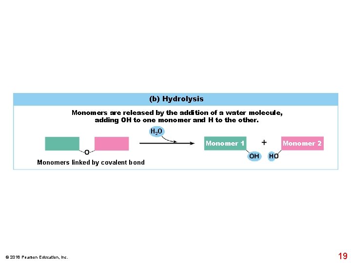 (b) Hydrolysis Monomers are released by the addition of a water molecule, adding OH