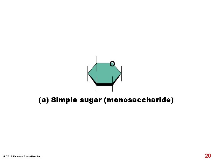(a) Simple sugar (monosaccharide) © 2018 Pearson Education, Inc. 20 
