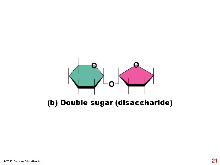 (b) Double sugar (disaccharide) © 2018 Pearson Education, Inc. 21 