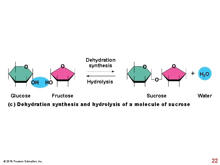 Dehydration synthesis H 2 O Hydrolysis Glucose Fructose Sucrose Water (c) Dehydration synthesis and