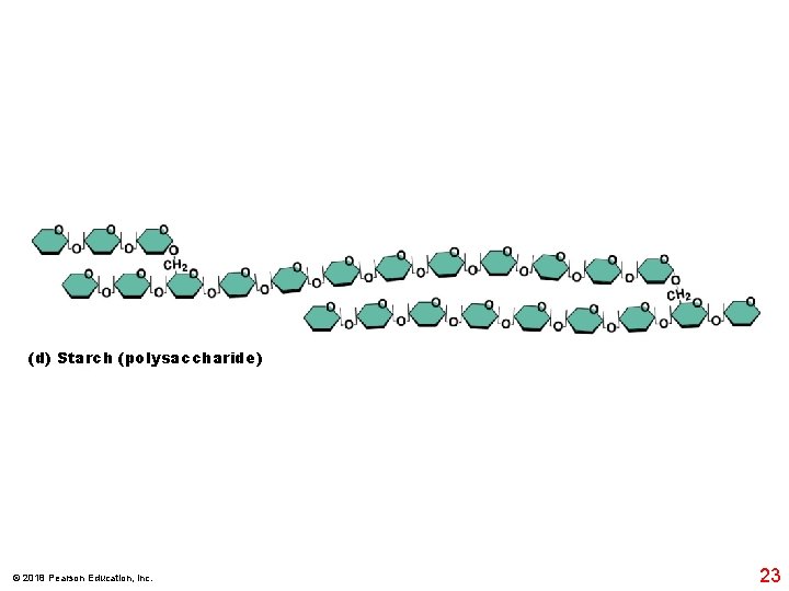 (d) Starch (polysaccharide) © 2018 Pearson Education, Inc. 23 