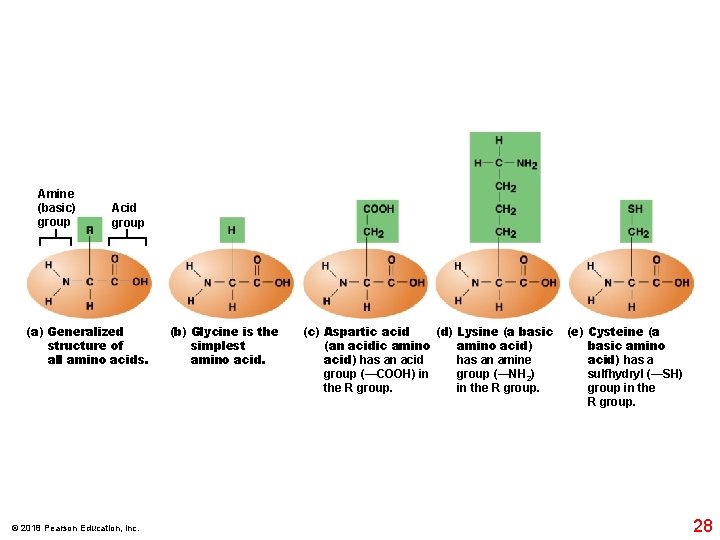 Amine (basic) group Acid group (a) Generalized structure of all amino acids. © 2018
