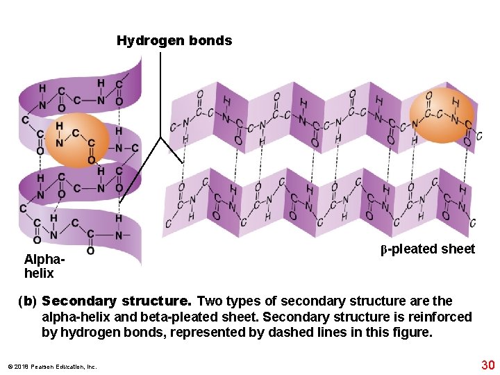 Hydrogen bonds Alphahelix β-pleated sheet (b) Secondary structure. Two types of secondary structure are