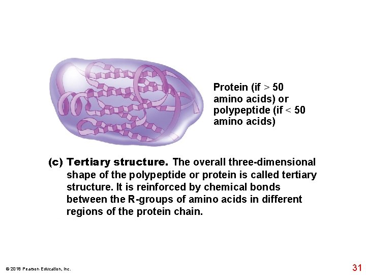 Protein (if > 50 amino acids) or polypeptide (if < 50 amino acids) (c)
