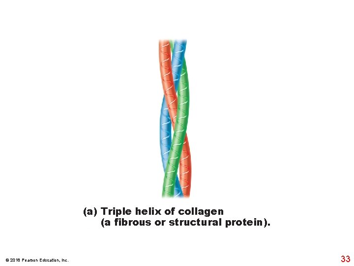 (a) Triple helix of collagen (a fibrous or structural protein). © 2018 Pearson Education,