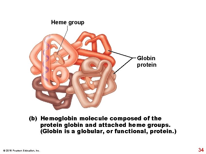 Heme group Globin protein (b) Hemoglobin molecule composed of the protein globin and attached