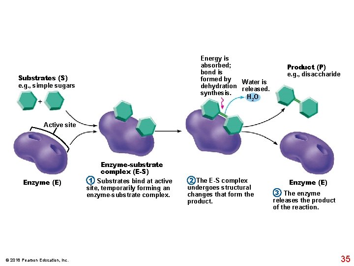 Energy is absorbed; bond is formed by Water is dehydration released. synthesis. H 2