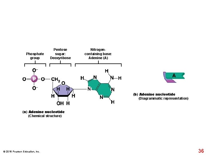 Phosphate group Pentose sugar: Deoxyribose Nitrogencontaining base: Adenine (A) (b) Adenine nucleotide (Diagrammatic representation)