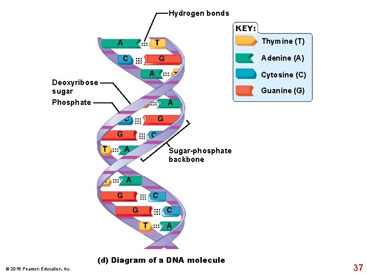 Hydrogen bonds KEY: Thymine (T) Adenine (A) Cytosine (C) Deoxyribose sugar Phosphate Guanine (G)