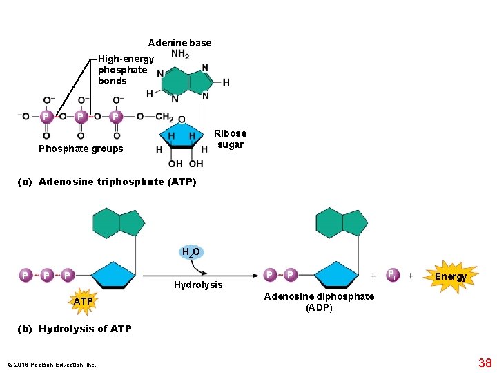 Adenine base High-energy phosphate bonds P P P Ribose sugar Phosphate groups (a) Adenosine