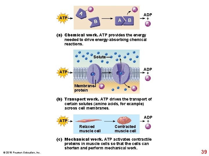 A Pi P ATP A B ADP + Pi B (a) Chemical work. ATP