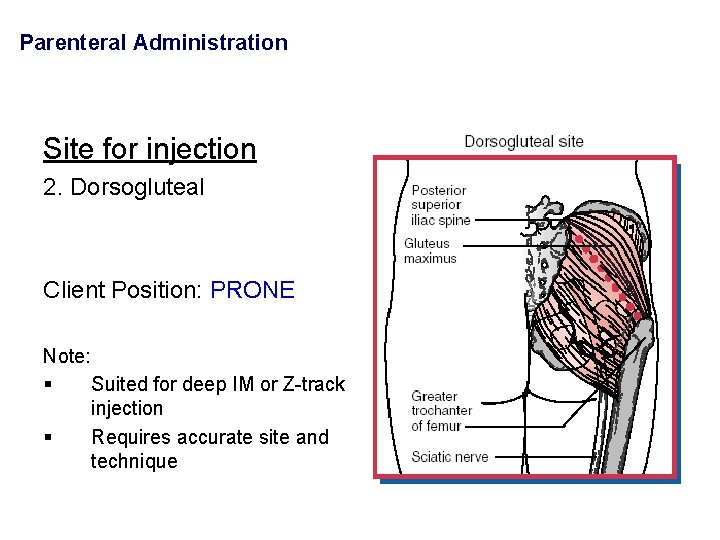 Parenteral Administration Site for injection 2. Dorsogluteal Client Position: PRONE Note: § Suited for