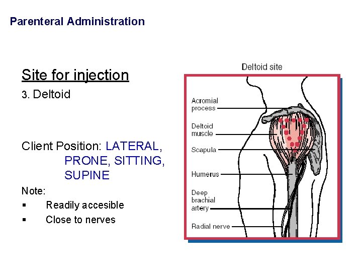 Parenteral Administration Site for injection 3. Deltoid Client Position: LATERAL, PRONE, SITTING, SUPINE Note: