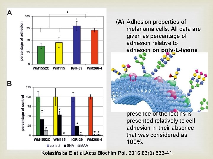 (A) Adhesion properties of melanoma cells. All data are given as percentage of adhesion