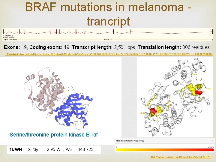 BRAF mutations in melanoma trancript Exons: 19, Coding exons: 19, Transcript length: 2, 561