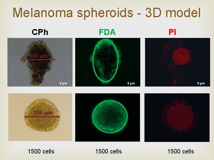 Melanoma spheroids - 3 D model CPh FDA PI 250 μm 1500 cells 