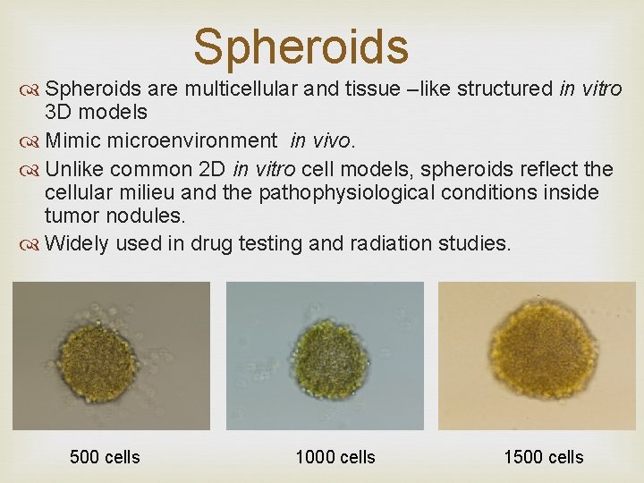 Spheroids are multicellular and tissue –like structured in vitro 3 D models Mimic microenvironment