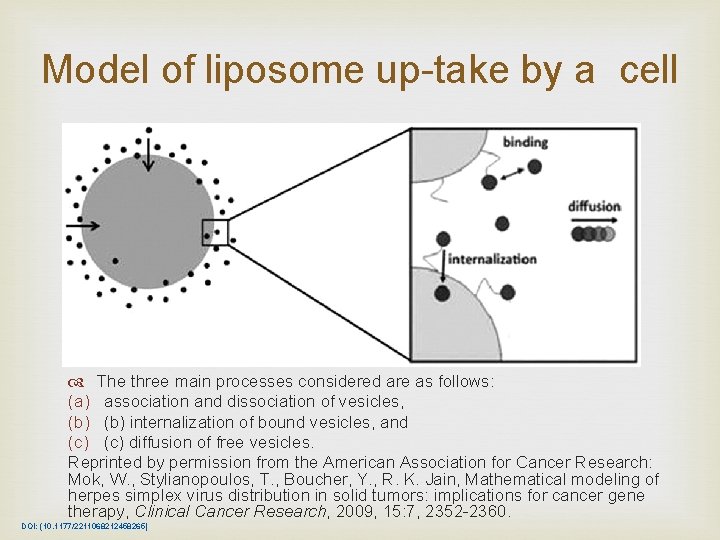 Model of liposome up-take by a cell The three main processes considered are as