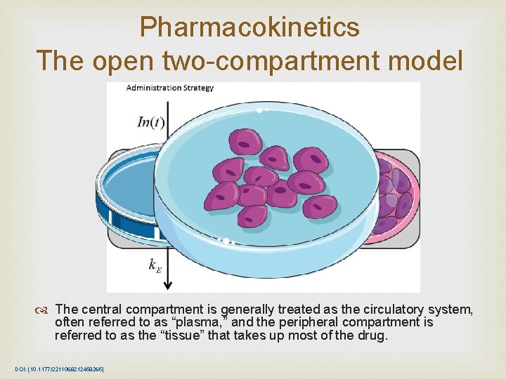 Pharmacokinetics The open two-compartment model The central compartment is generally treated as the circulatory