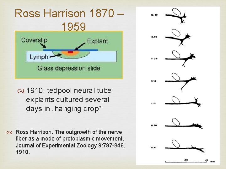 Ross Harrison 1870 – 1959 1910: tedpool neural tube explants cultured several days in