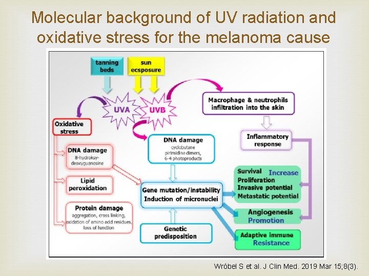 Molecular background of UV radiation and oxidative stress for the melanoma cause Wróbel S