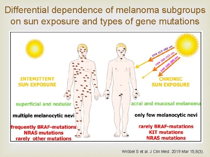 Differential dependence of melanoma subgroups on sun exposure and types of gene mutations Wróbel