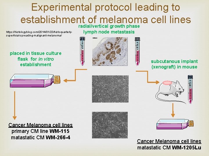 Experimental protocol leading to establishment of melanoma cell lines radial/vertical growth phase https: //histologyblog.