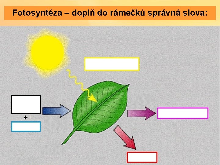 Fotosyntéza – doplň do rámečků správná slova: 