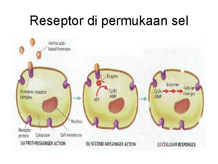 Reseptor di permukaan sel 