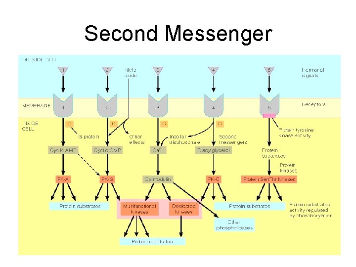 Second Messenger 