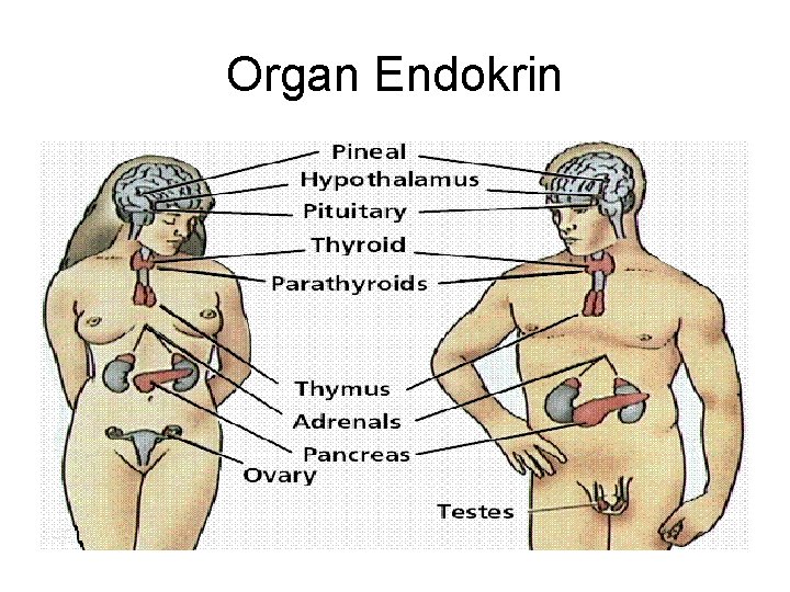 Organ Endokrin 