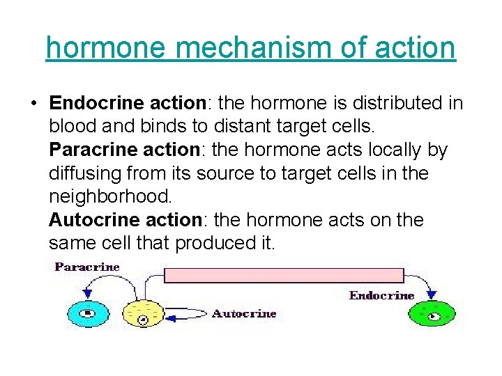 hormone mechanism of action • Endocrine action: the hormone is distributed in blood and