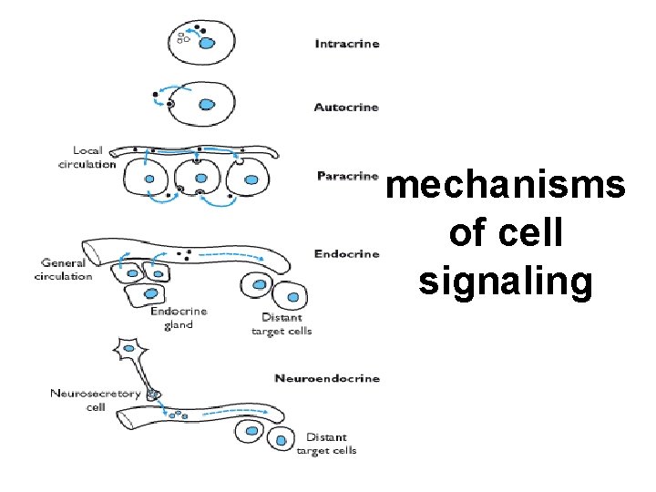 mechanisms of cell signaling 