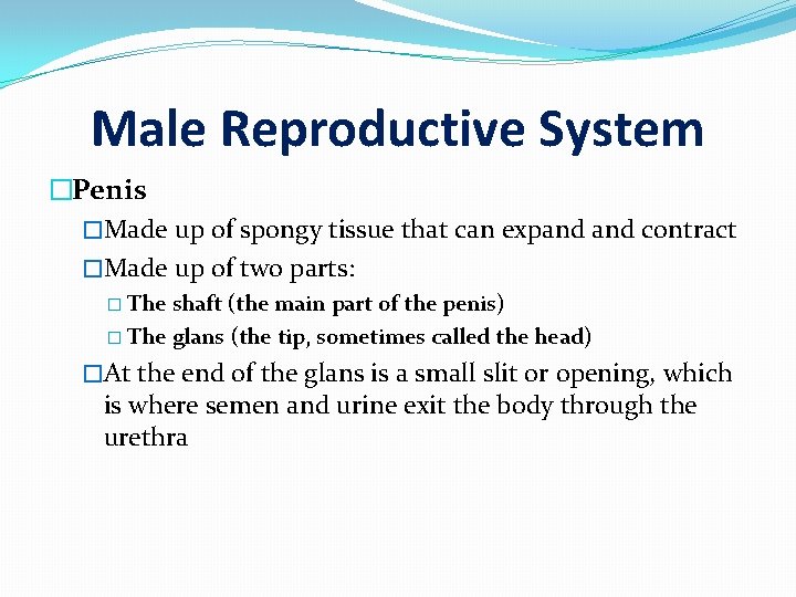 Male Reproductive System �Penis �Made up of spongy tissue that can expand contract �Made