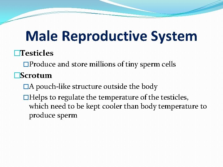 Male Reproductive System �Testicles �Produce and store millions of tiny sperm cells �Scrotum �A