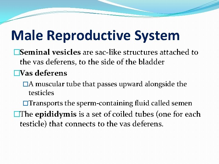 Male Reproductive System �Seminal vesicles are sac-like structures attached to the vas deferens, to