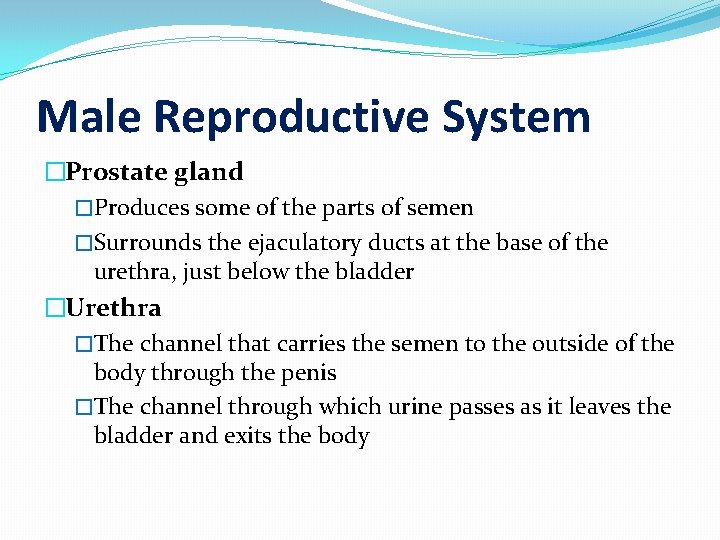 Male Reproductive System �Prostate gland �Produces some of the parts of semen �Surrounds the