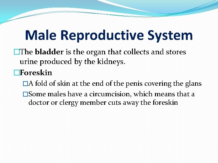 Male Reproductive System �The bladder is the organ that collects and stores urine produced