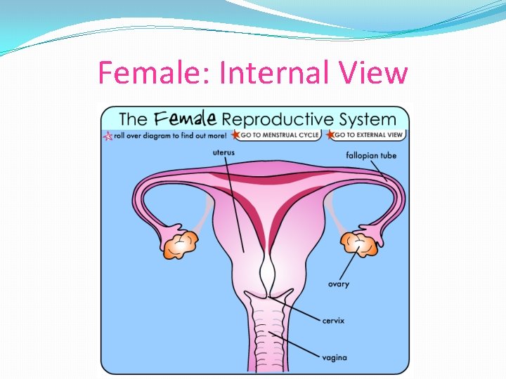Female: Internal View 