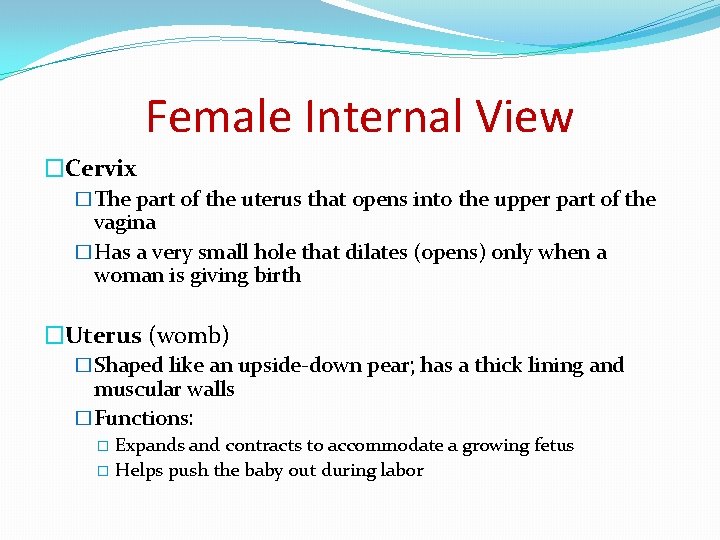 Female Internal View �Cervix �The part of the uterus that opens into the upper