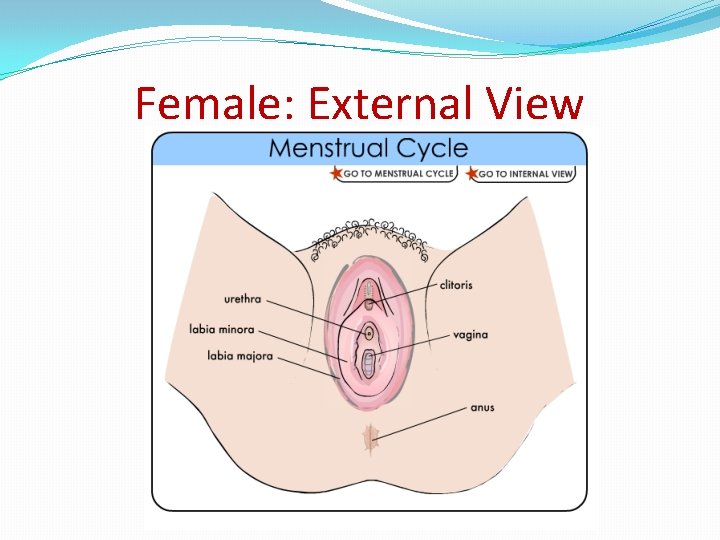 Female: External View 