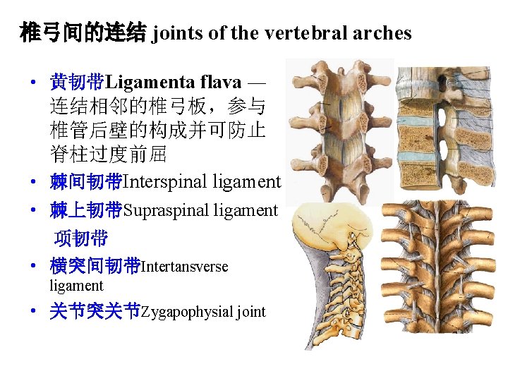 椎弓间的连结 joints of the vertebral arches • 黄韧带Ligamenta flava ― 连结相邻的椎弓板，参与 椎管后壁的构成并可防止 脊柱过度前屈 •