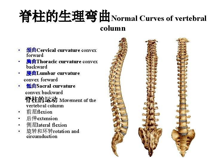 脊柱的生理弯曲Normal Curves of vertebral column • 颈曲Cervical curvature convex forward • 胸曲Thoracic curvature convex